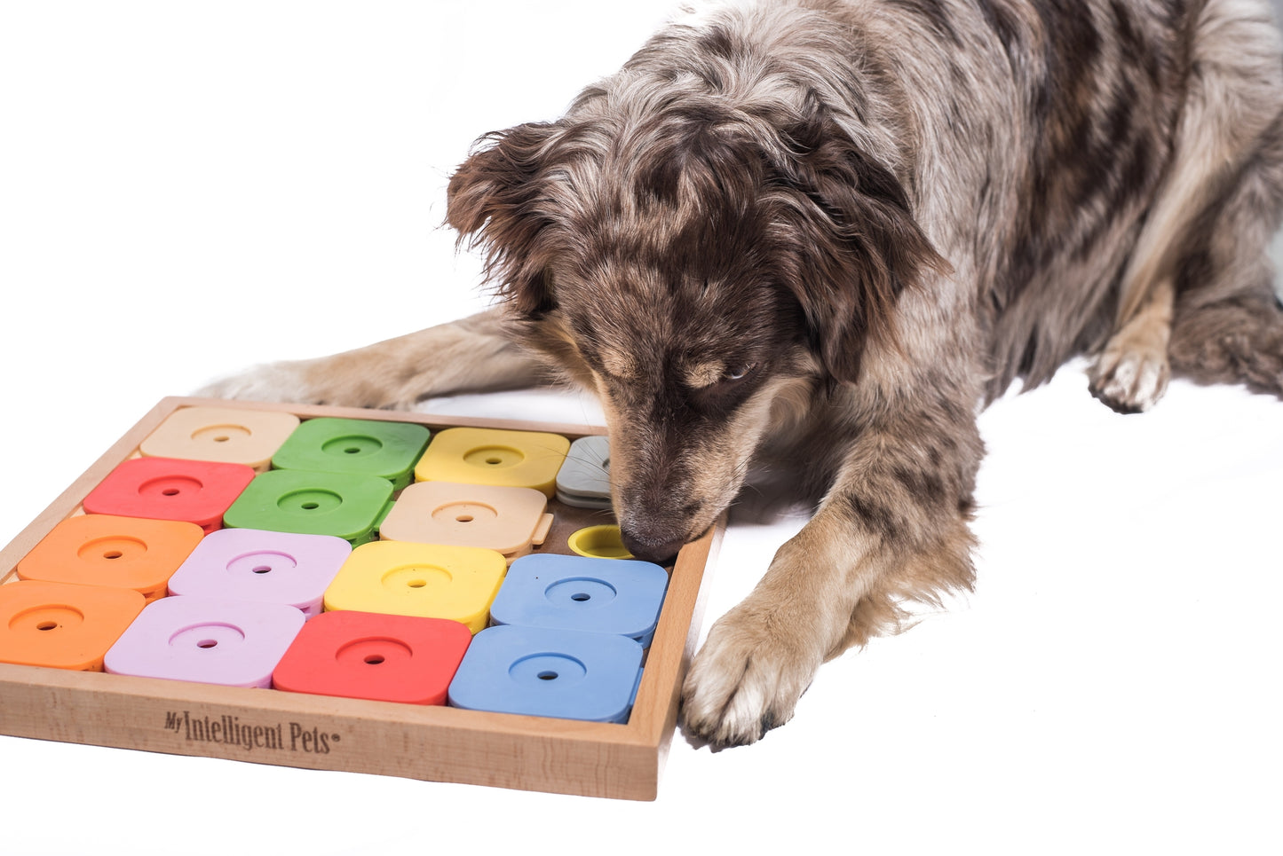 Dog Sudoku Medium Genni Colors