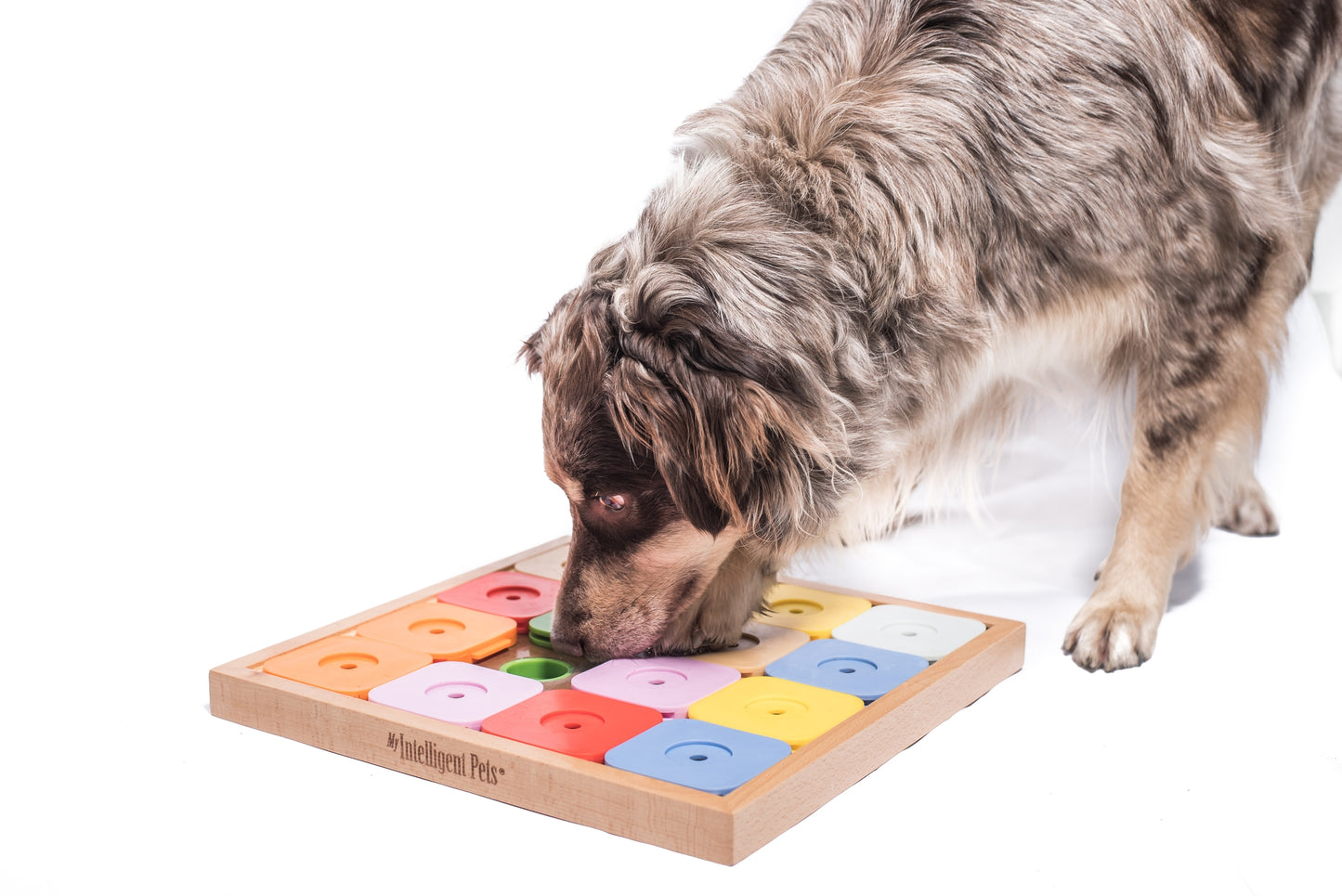 Dog Sudoku Medium Genni Colors