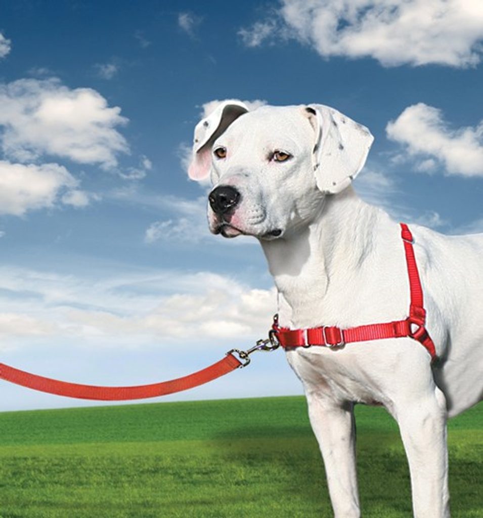 Easy Walk™ Harness - červené / M